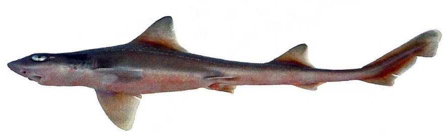 Mustelus asterias_08.jpg